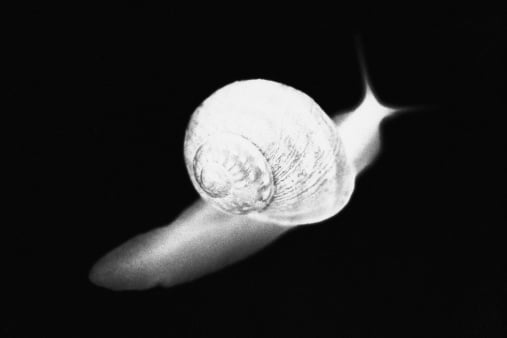 faster snail