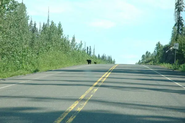 Road with double yellow solid lines and bear and speed limit sign 