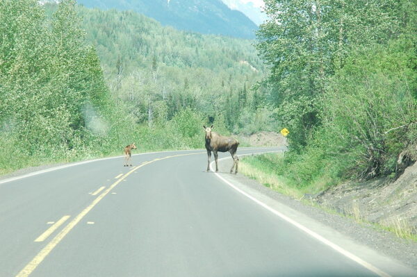 yellow road sign moose on road Canada 