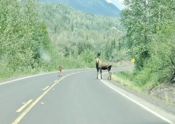 wildlife on road