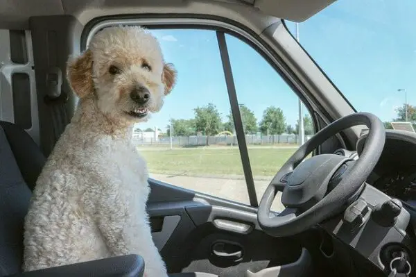 ICBC new driver restrictions - dog sitting in the driver's seat 