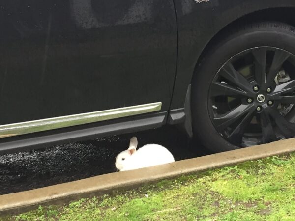 Bunny next to car tire 