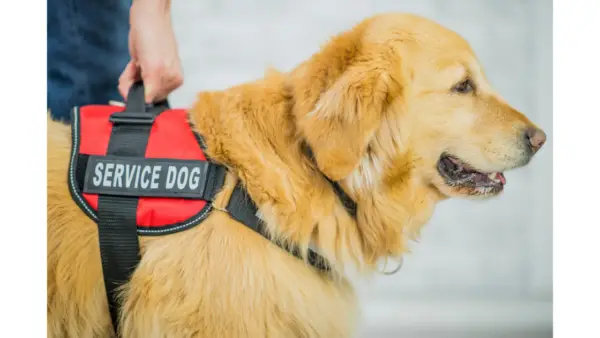 Only service dogs are allowed in ICBC 