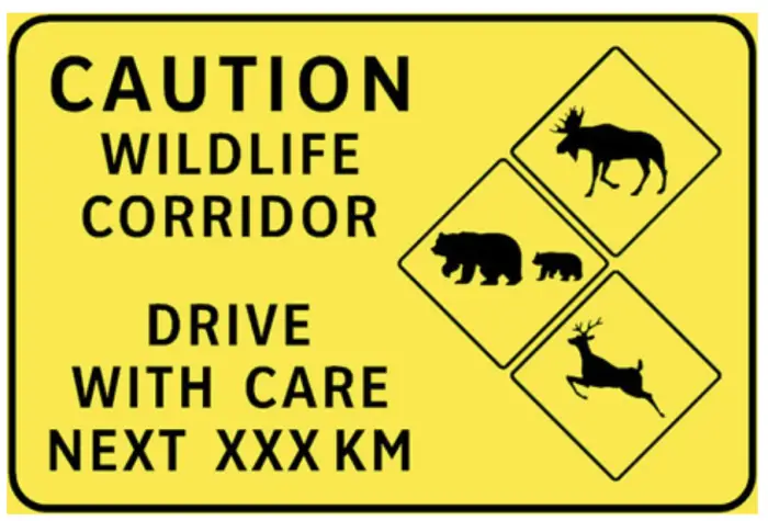 Collisions with wildlife in BC 