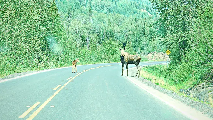 Wildlife on the road British Columbia 