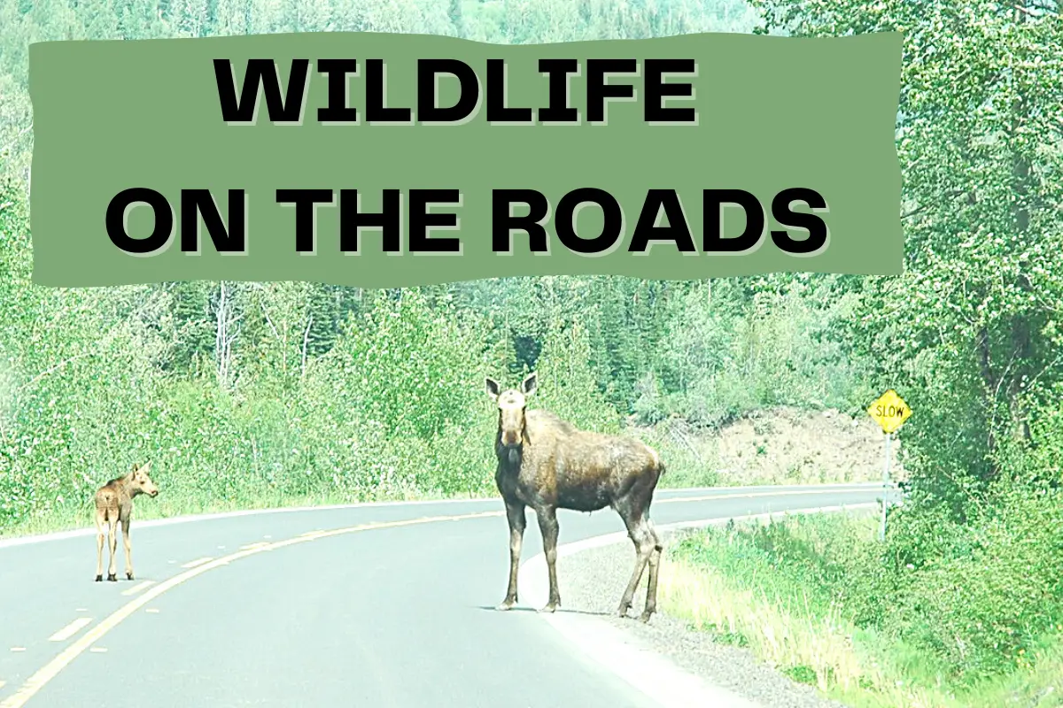 Collisions with wildlife BC